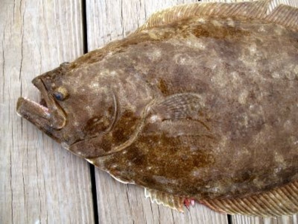 05/03/2022 - 2022 Fluke season is upon us!
