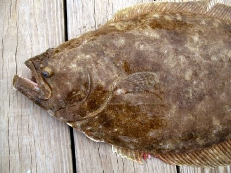 05/03/2022 - 2022 Fluke season is upon us!