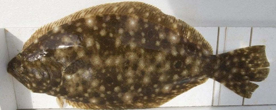 04/11/2022 - 2022 Seabass and Fluke regulations!