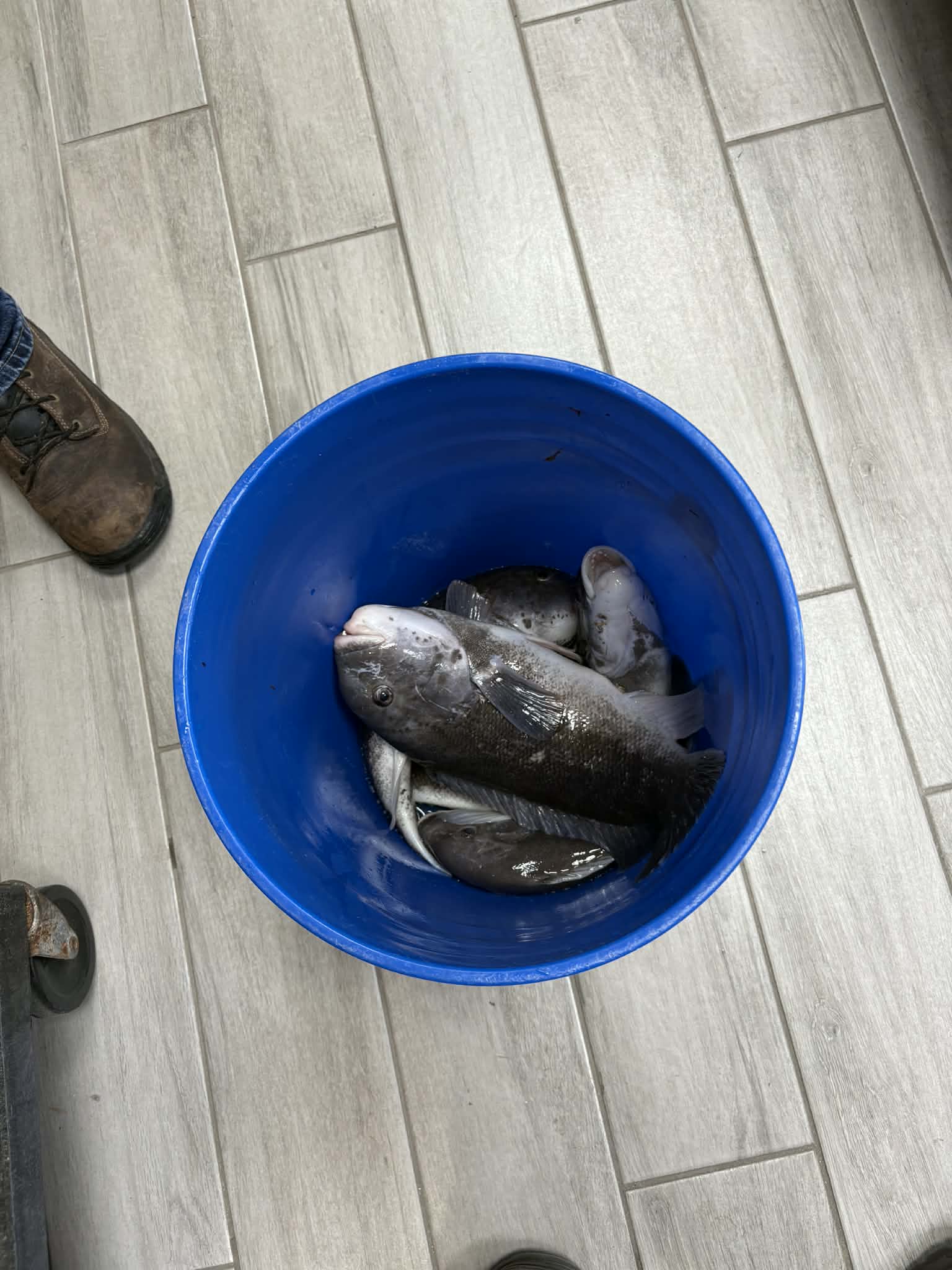Fishing report for 04/20/2026