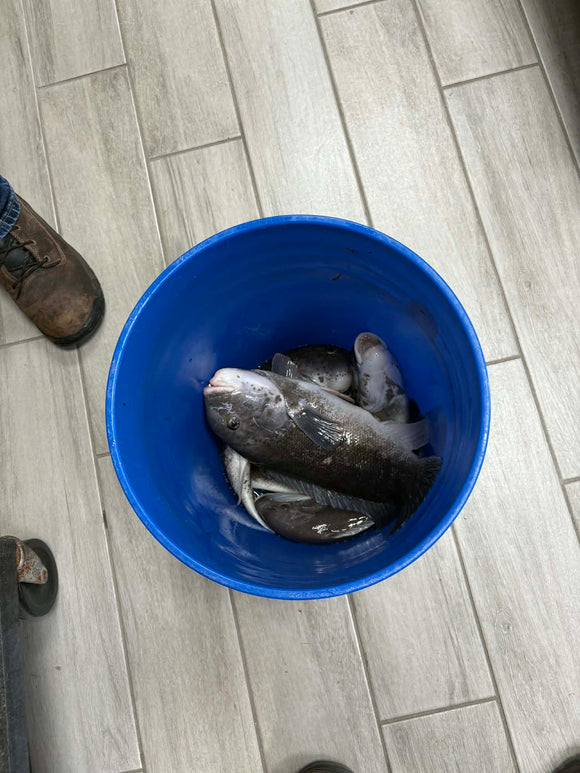 Fishing report for 04/20/2026