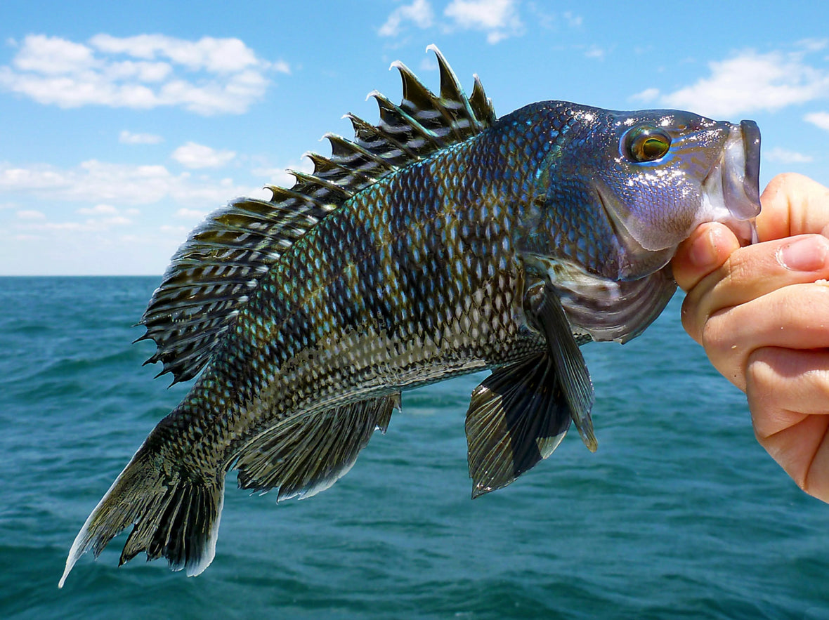 Fishing report for 05/13/26