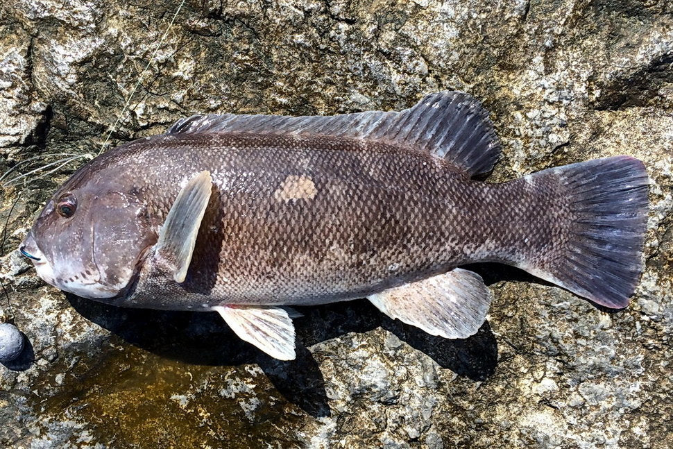 Fishing Report 10/20/22