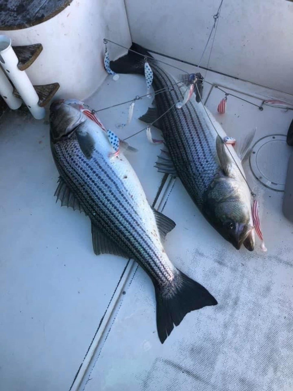 Fishing report 12/03/2022