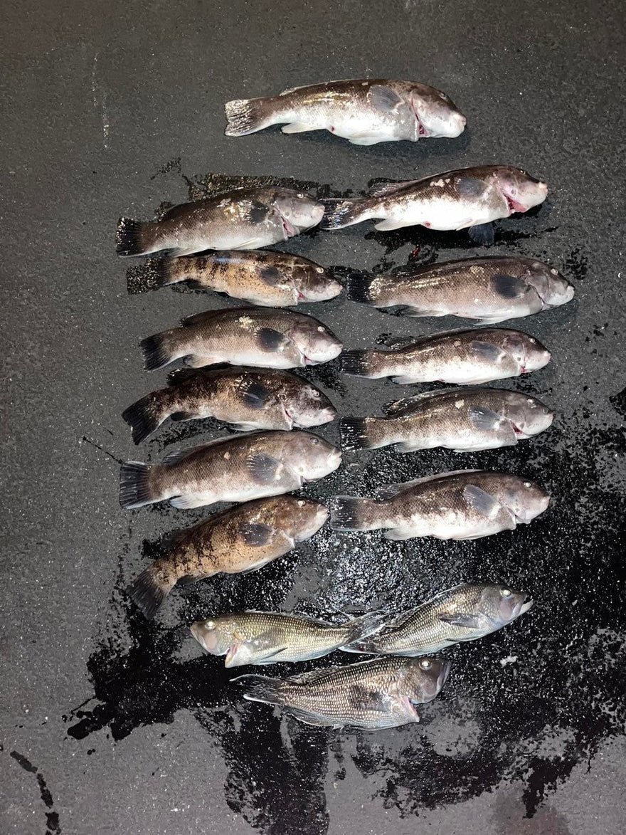 Fishing Report 12/17/2022