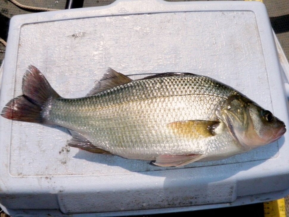 Fishing report for 03/27/24