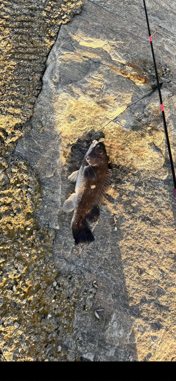 Fishing report for 04/10/26