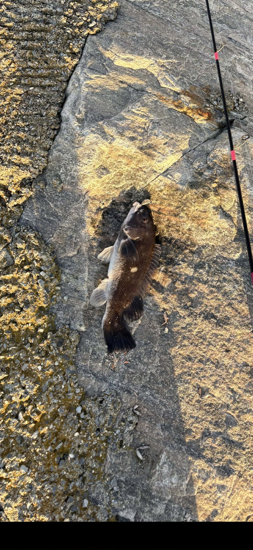Fishing report for 04/10/26