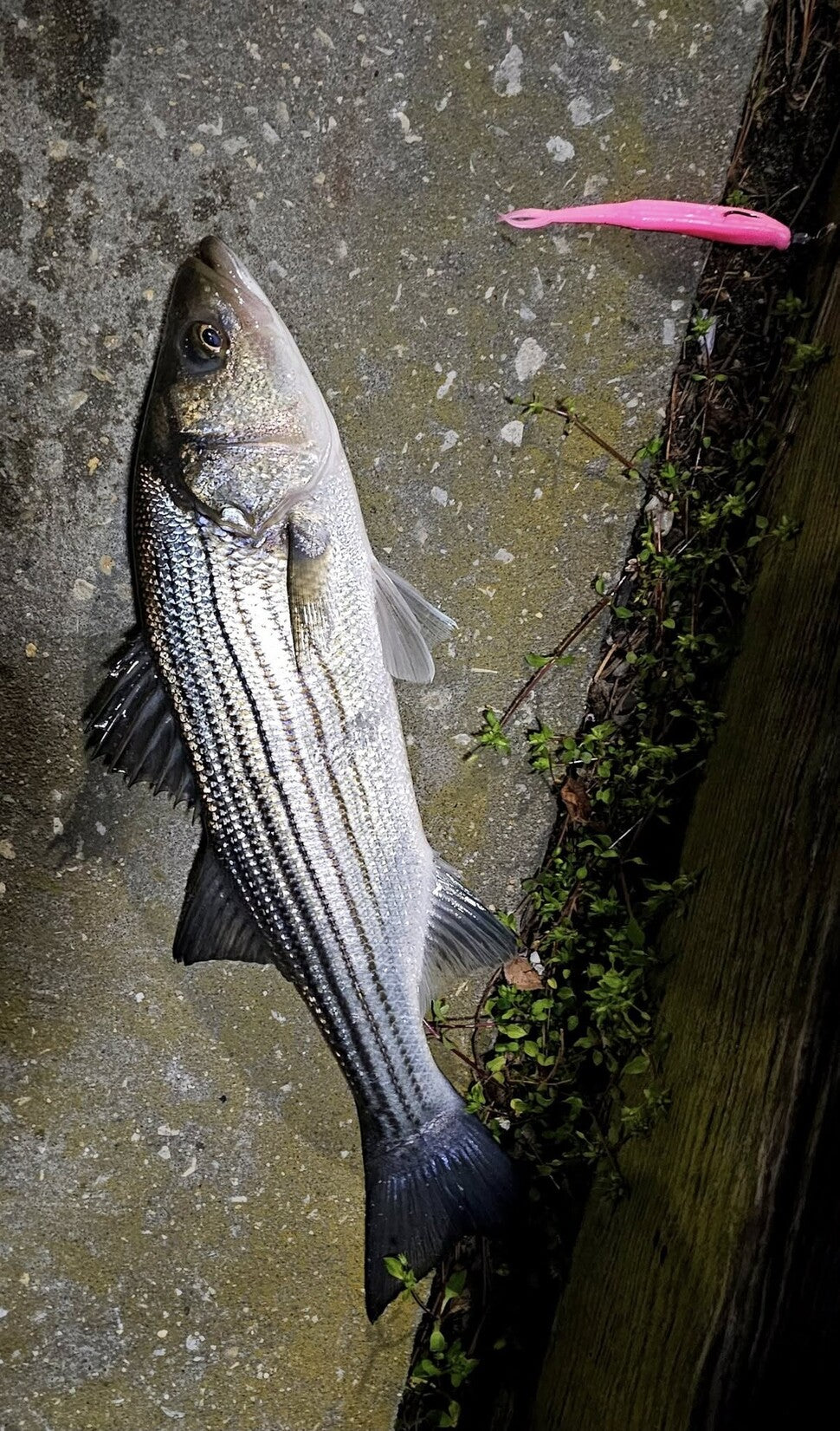 Fishing report for 04/11/25