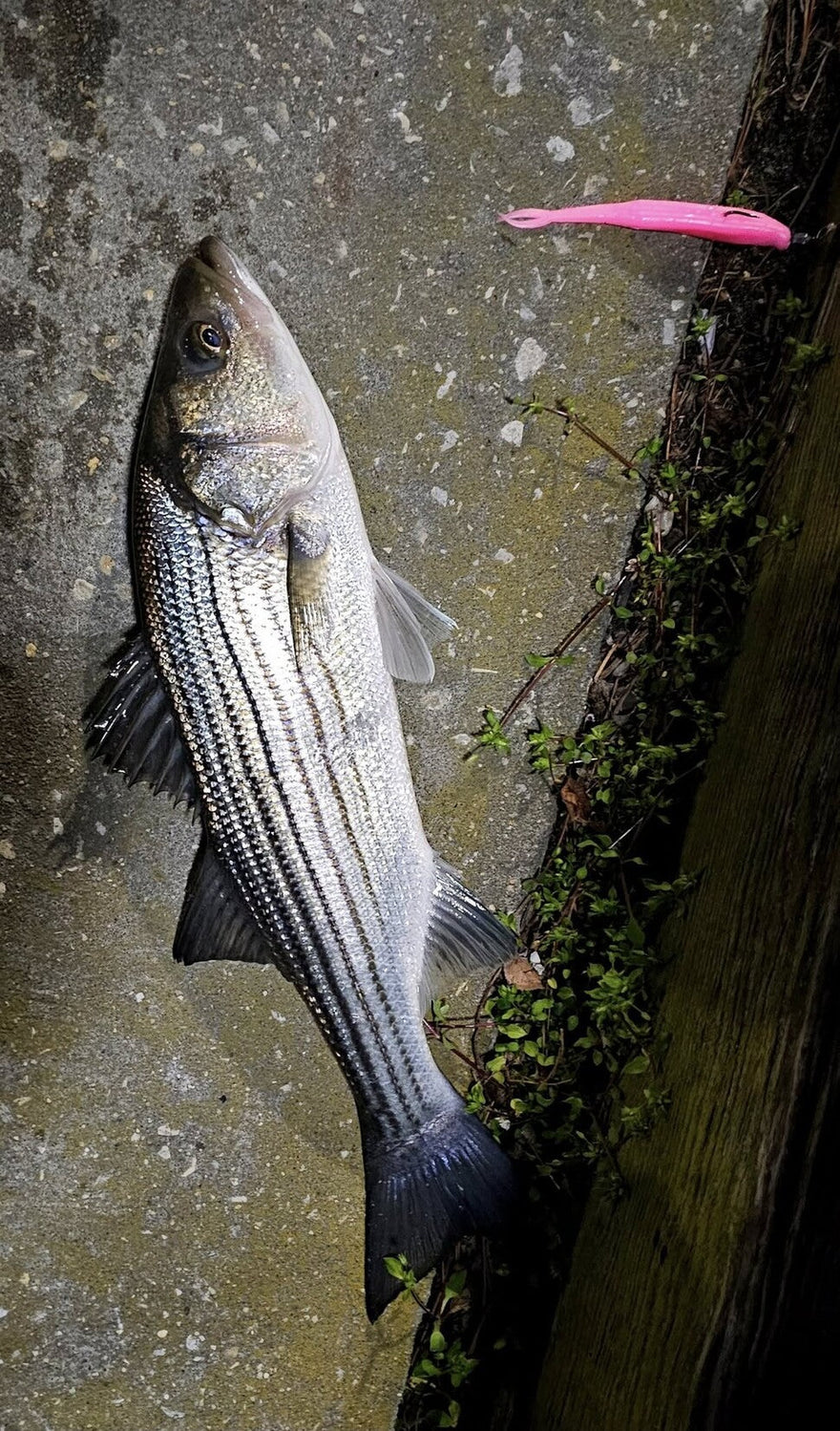 Fishing report for 04/11/25