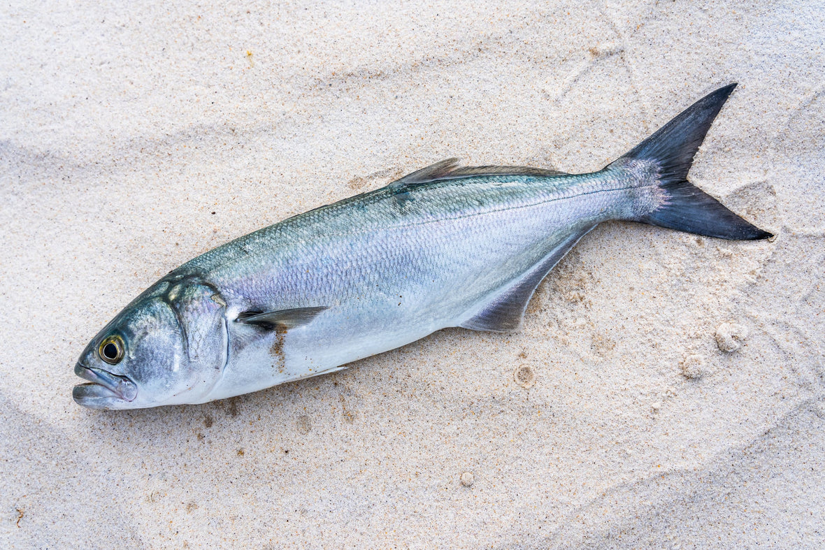 Fishing Report for week of 10/11/26