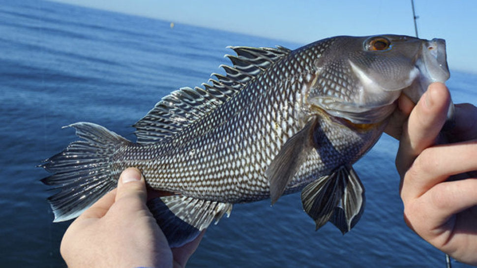 06/16/22 fishing report