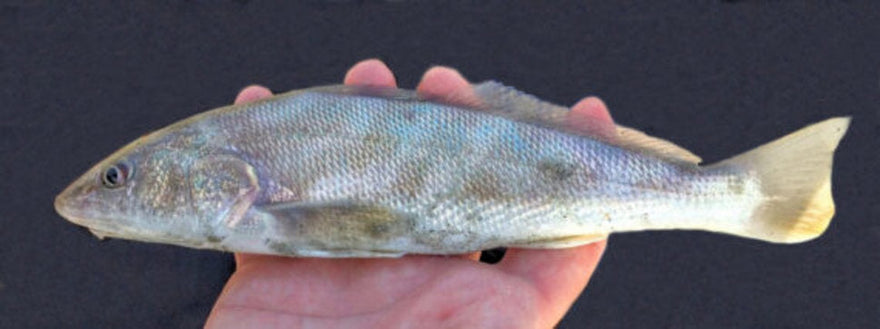 May 18th, 2022 Fishing Report