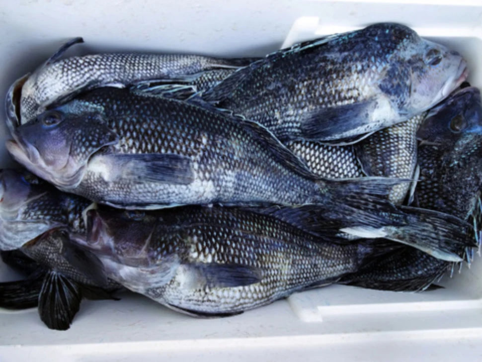 Sea Bass Season OPENS Oct. 8th, 2021 Tautog getting bigger in Bays