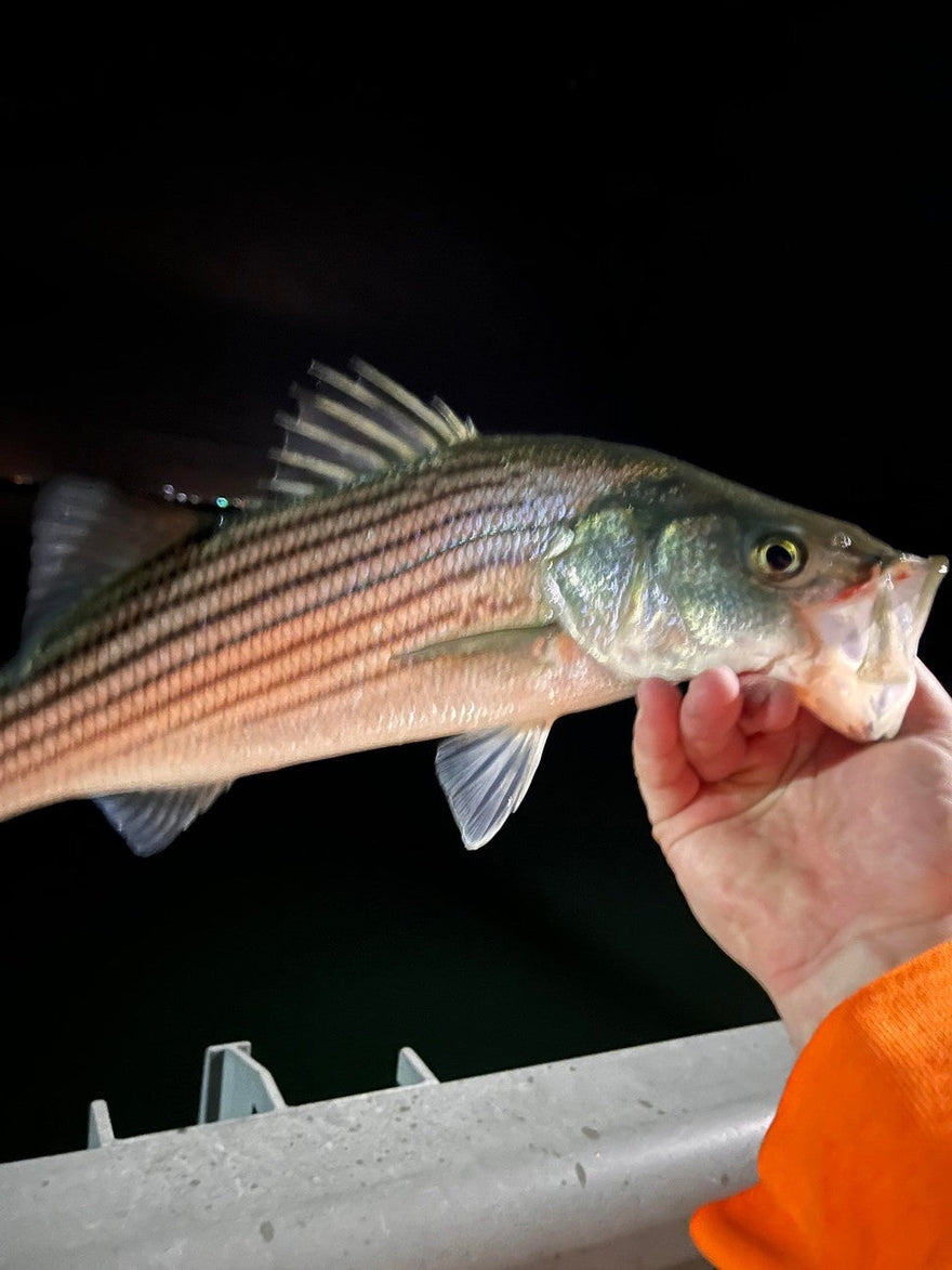 Spring striper season has begun! 4/11/22