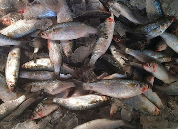 Baitfish