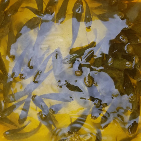 Minnows
