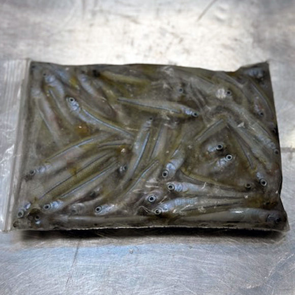 Spearing / Silversides