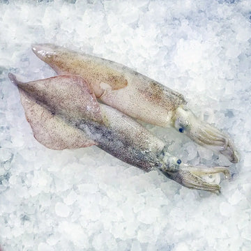 Squid - 0
