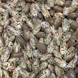 Sand Fleas