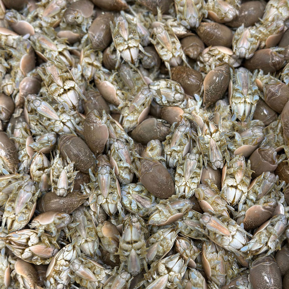 Sand Fleas